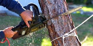 Best Tree Maintenance Programs  in Muniz, TX