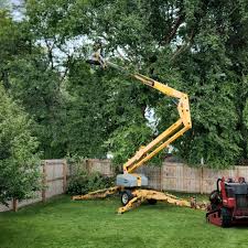 Best Tree Removal  in Muniz, TX