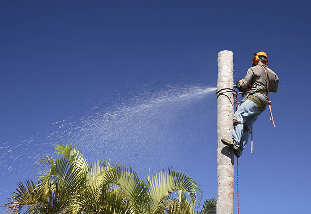 Best Weed Control  in Muniz, TX