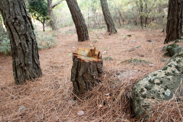 Best Storm Damage Tree Cleanup  in Muniz, TX