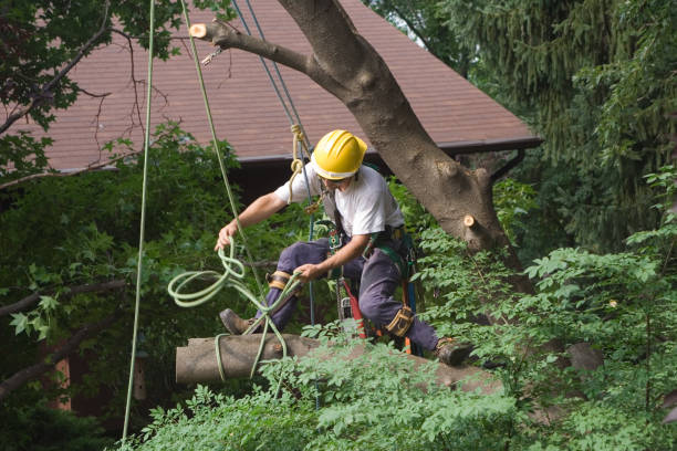 Best Fruit Tree Pruning  in Muniz, TX