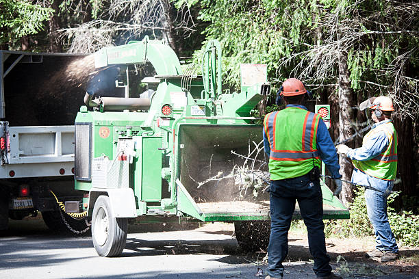 Best Tree Cabling and Bracing  in Muniz, TX